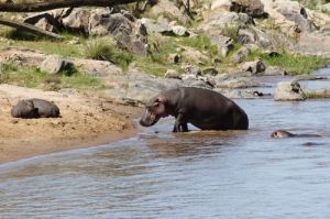 Hippo And Crocodile Mara River Bank Kenya